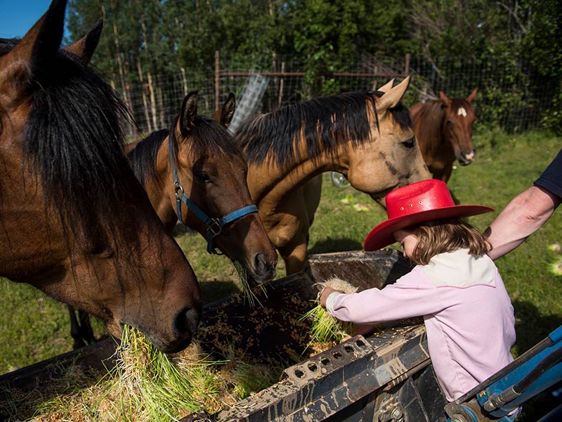 Alaska Zipline, Sunderland Ranch, ziplining, horseback riding, farm tours, gold panning, lodgestay, weddings & events, adventure park